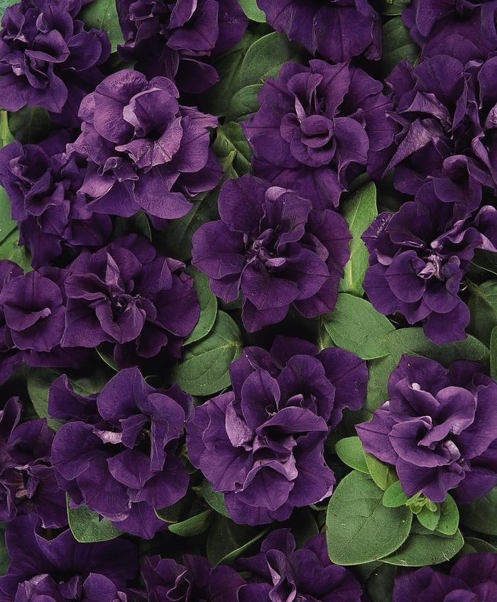 Petunia 'Blue Velvet Spreading' Double Petunia from Wallish Greenhouses