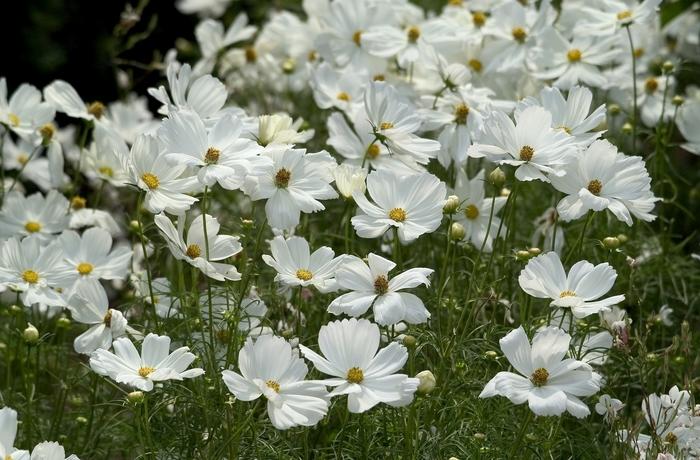 Cosmos Sonata™ White