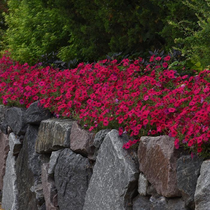 Petunia Tidal Wave® Cherry