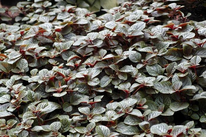 Plectranthus Nico