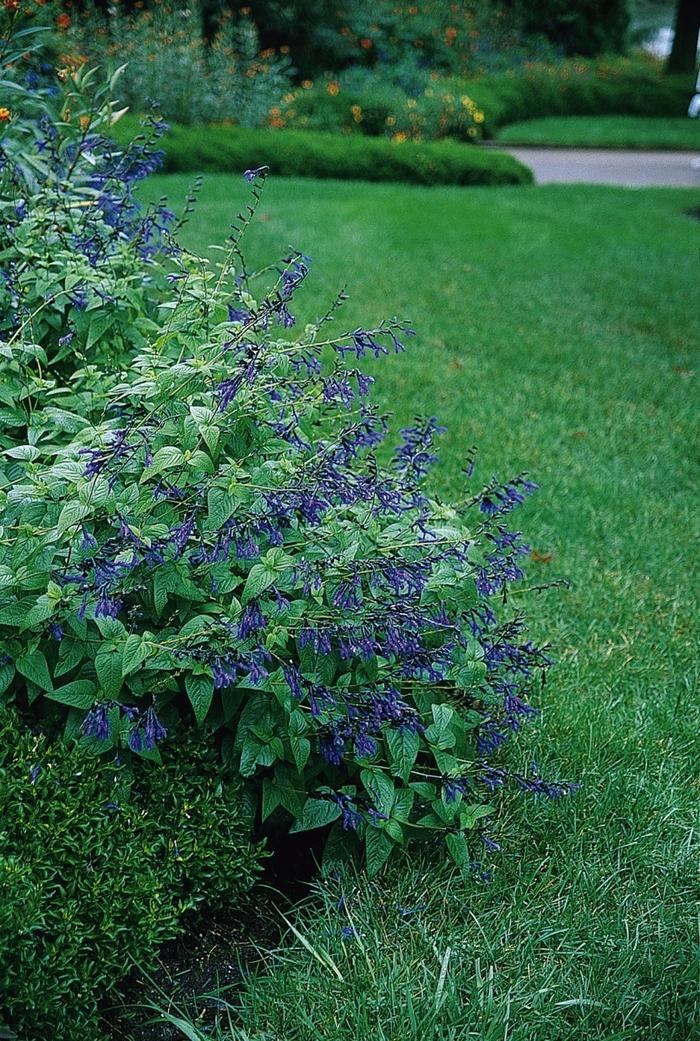 Salvia Black & Blue