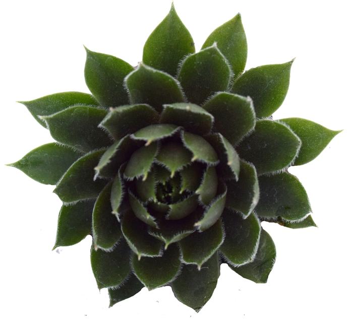 Sempervivum Commander Hay