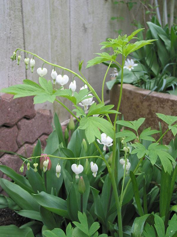 Dicentra spectabilis Alba