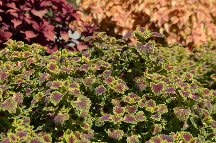 Coleus Lava Rose