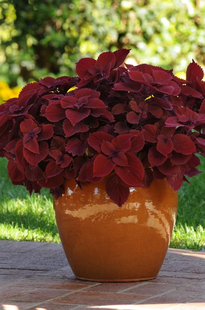 Coleus Redhead From Wallish Greenhouses 7358