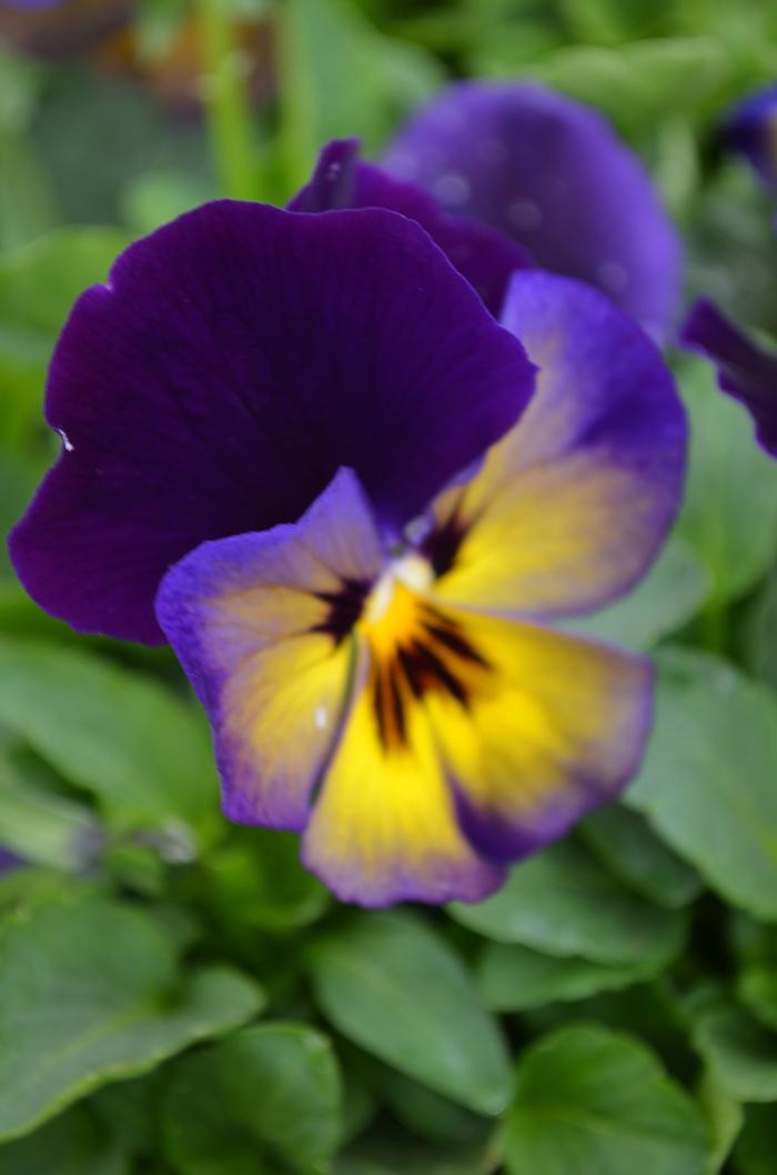 Pansy Spring Matrix® Midnight Glow