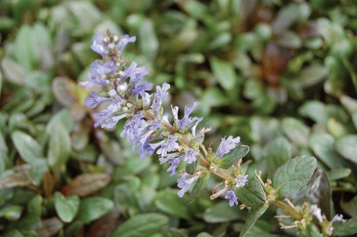 Ajuga tenorii Chocolate Chip