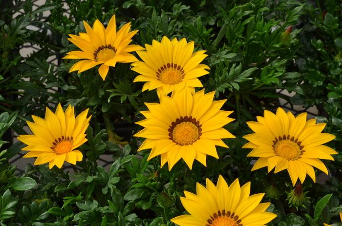 Gazania New Day® Yellow