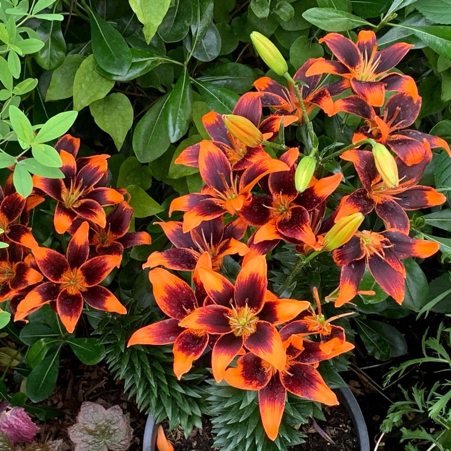 Lilium asiaticum Forever Susan