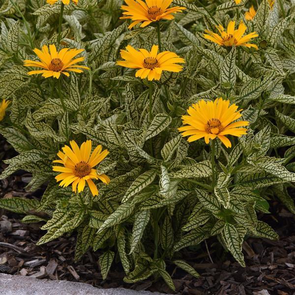 Heliopsis helianthoides Sunstruck
