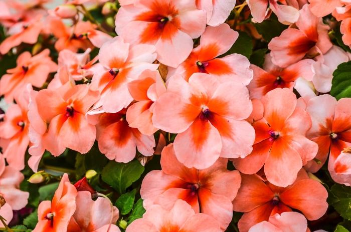 Impatiens Dazzler® Salmon Splash