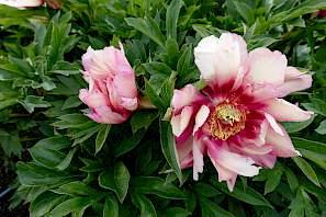 Paeonia Hillary