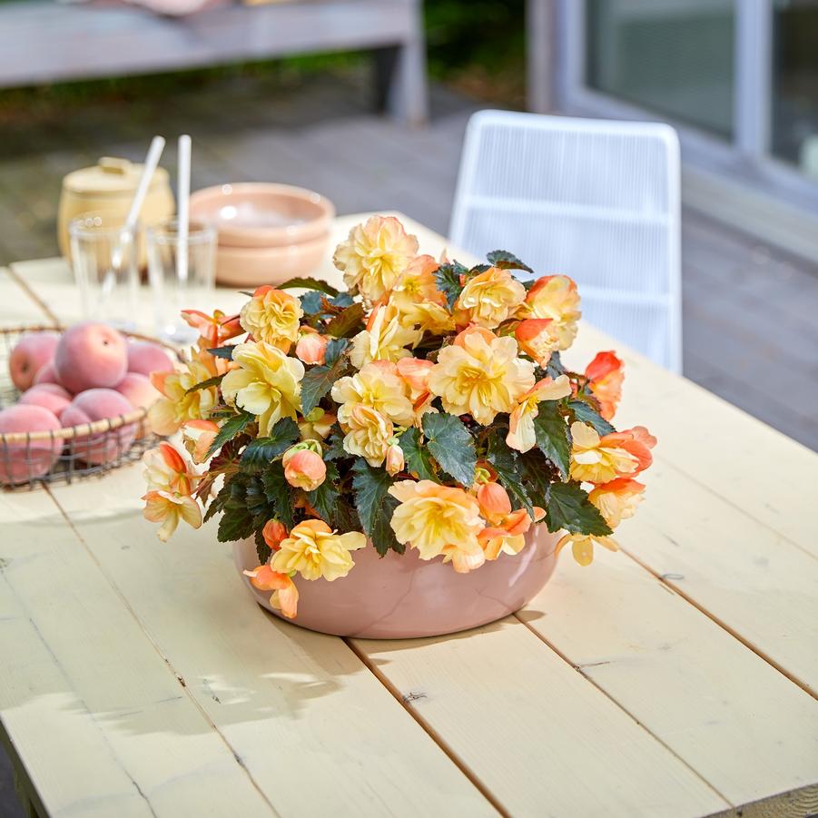 Begonia I'conia Scentiment Peachy Keen