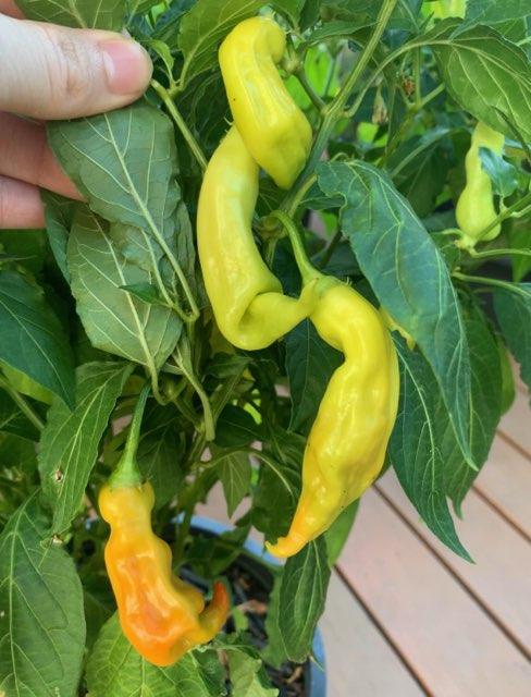 Pepper Capsicum Baccatum Sugar Rush Red