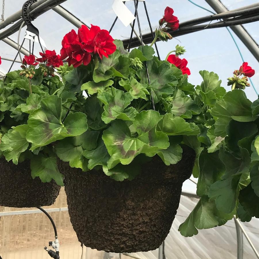 Hanging Basket: Geranium 