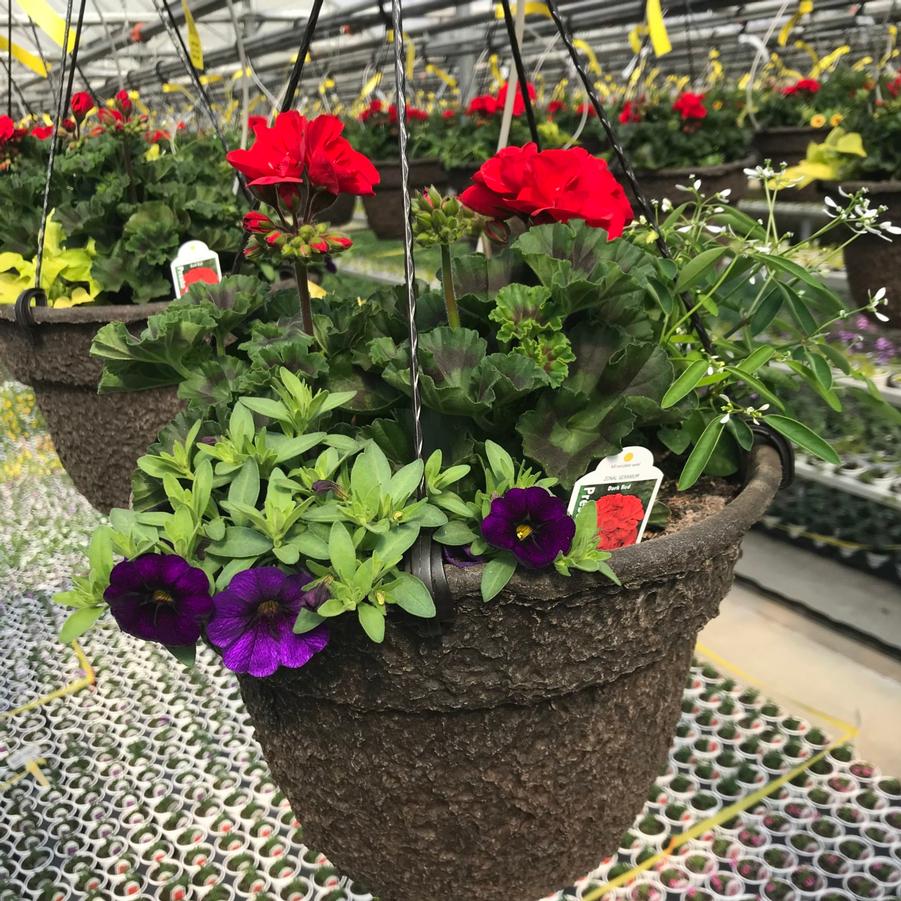 Hanging Basket: Mixed Geranium 