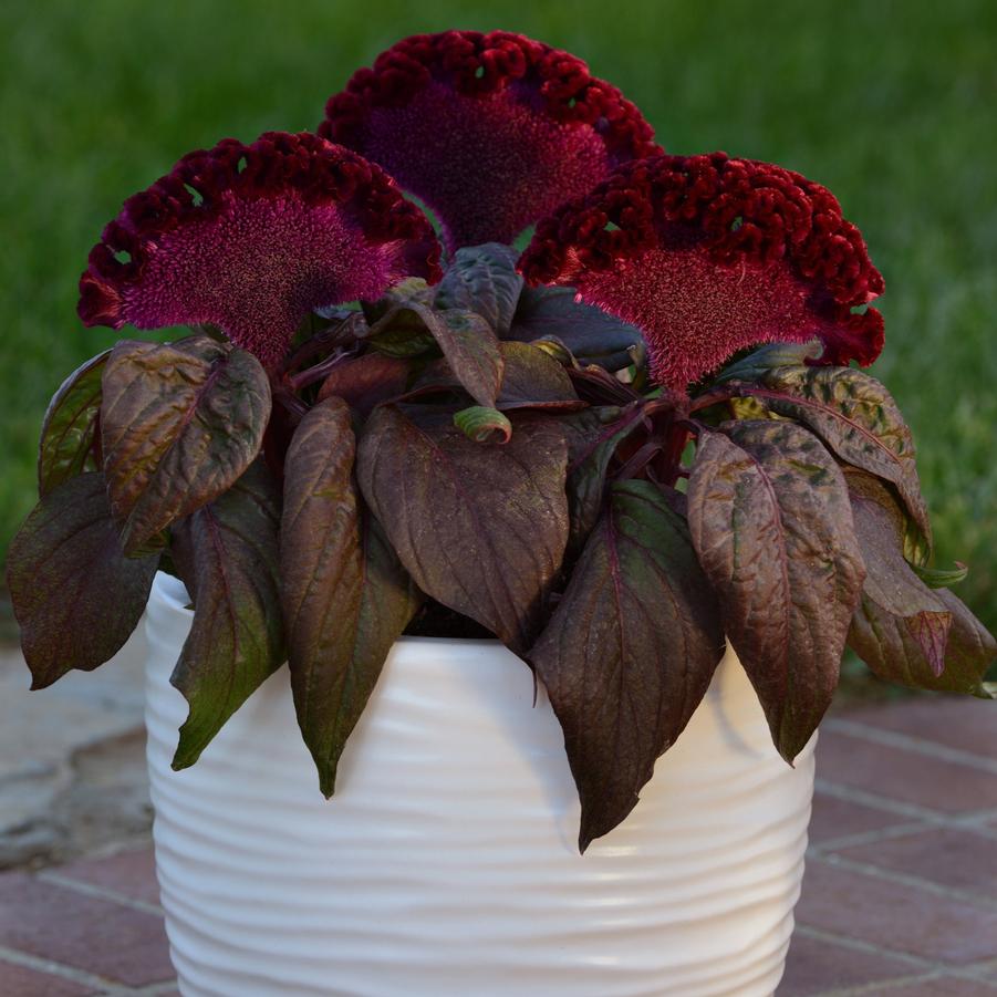 Celosia cristata Dracula