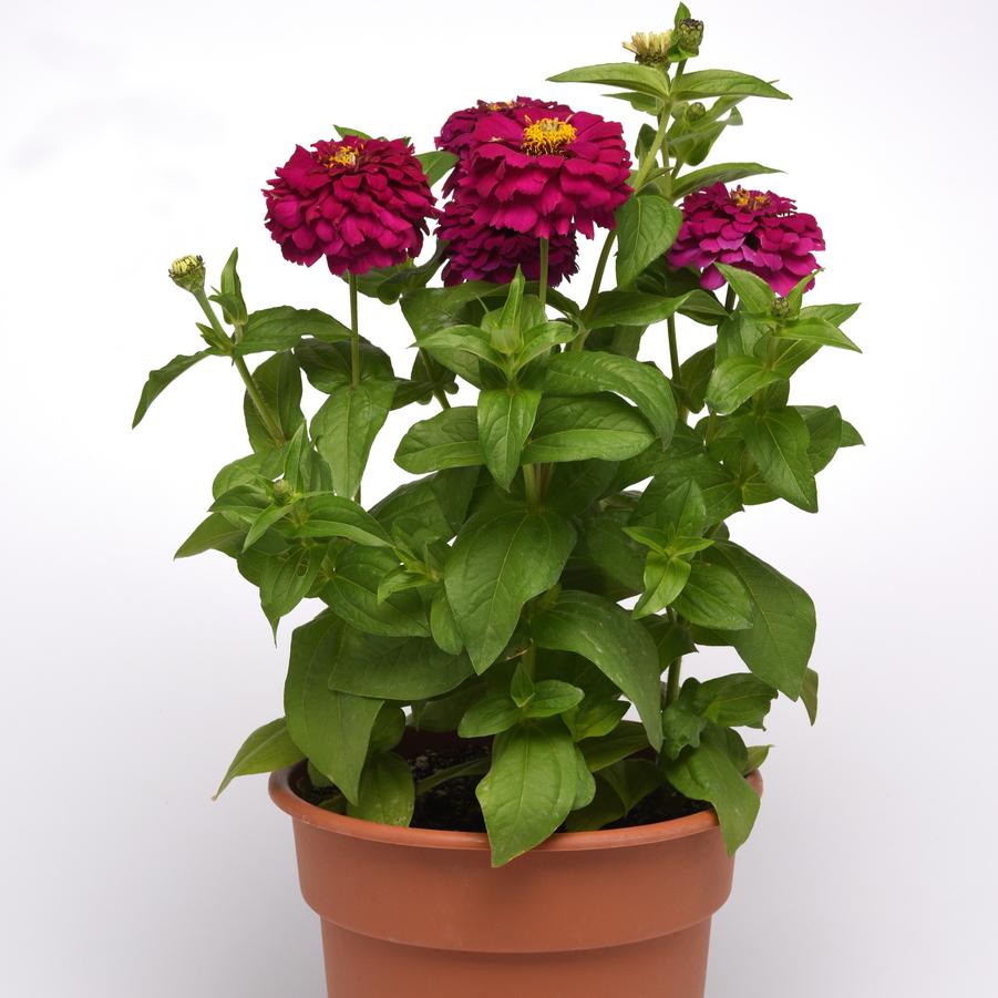 Zinnia elegans Zesty™ Purple