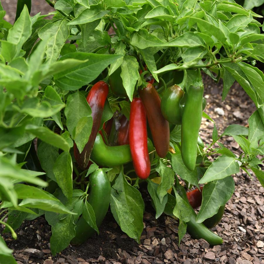 Pepper Capsicum Annum Pathfinder