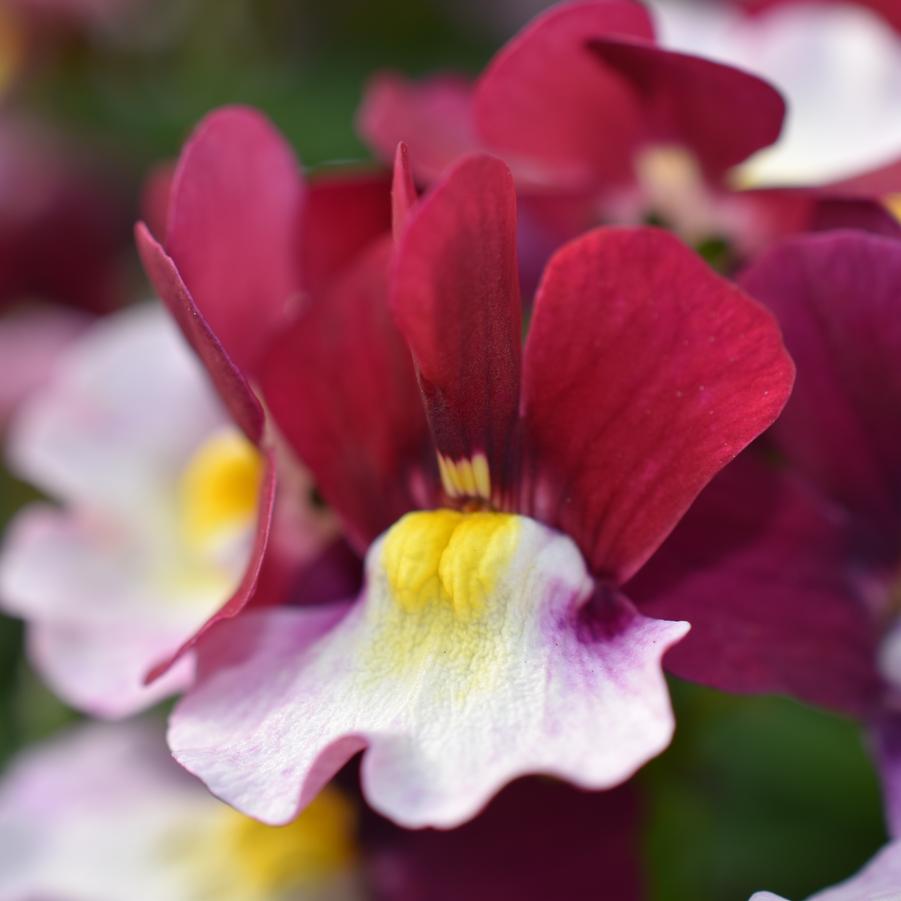 Nemesia Escential™ Cherryberry