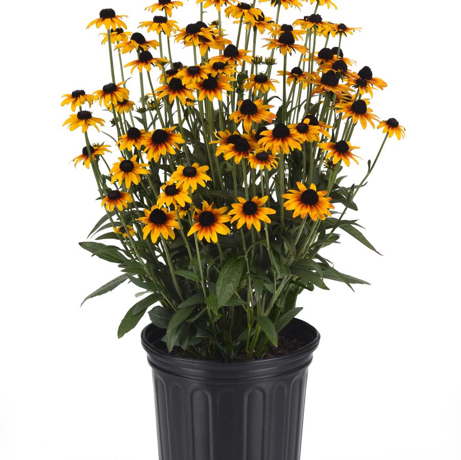 Rudbeckia Suntacular