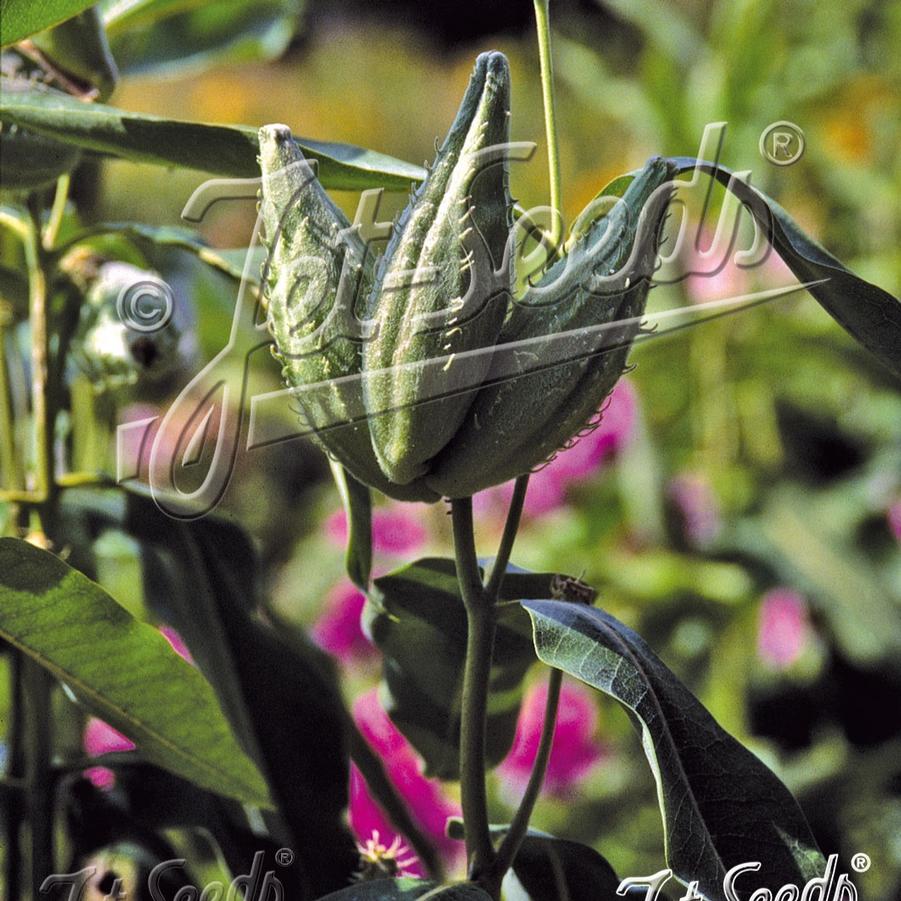 Asclepias speciosa 