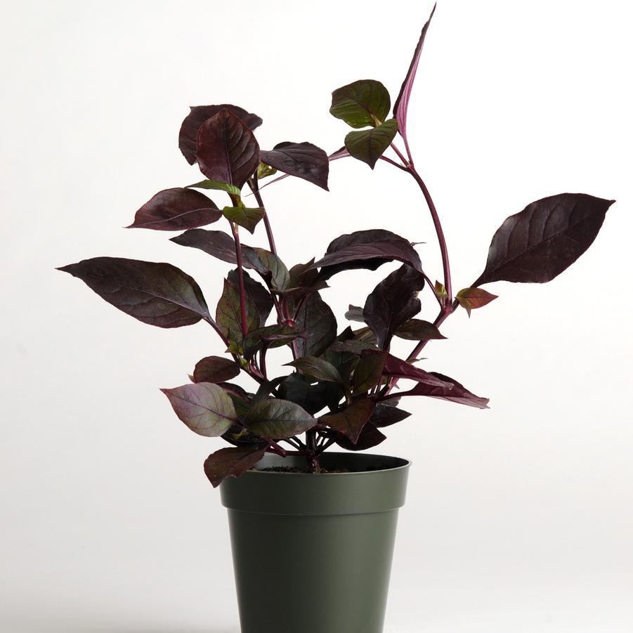 Alternanthera brasiliana Purple Prince