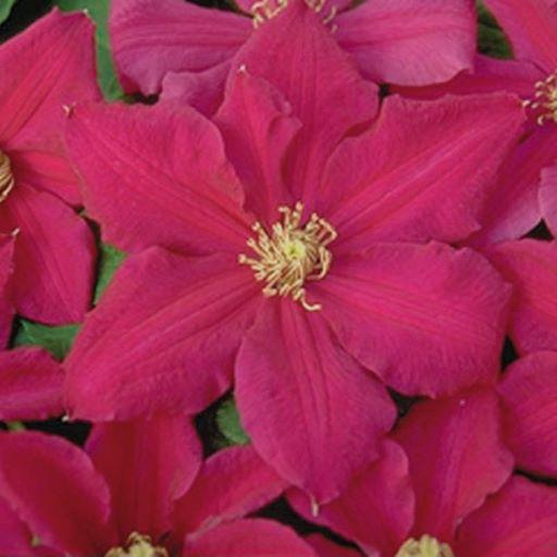 Clematis Ernest Markham