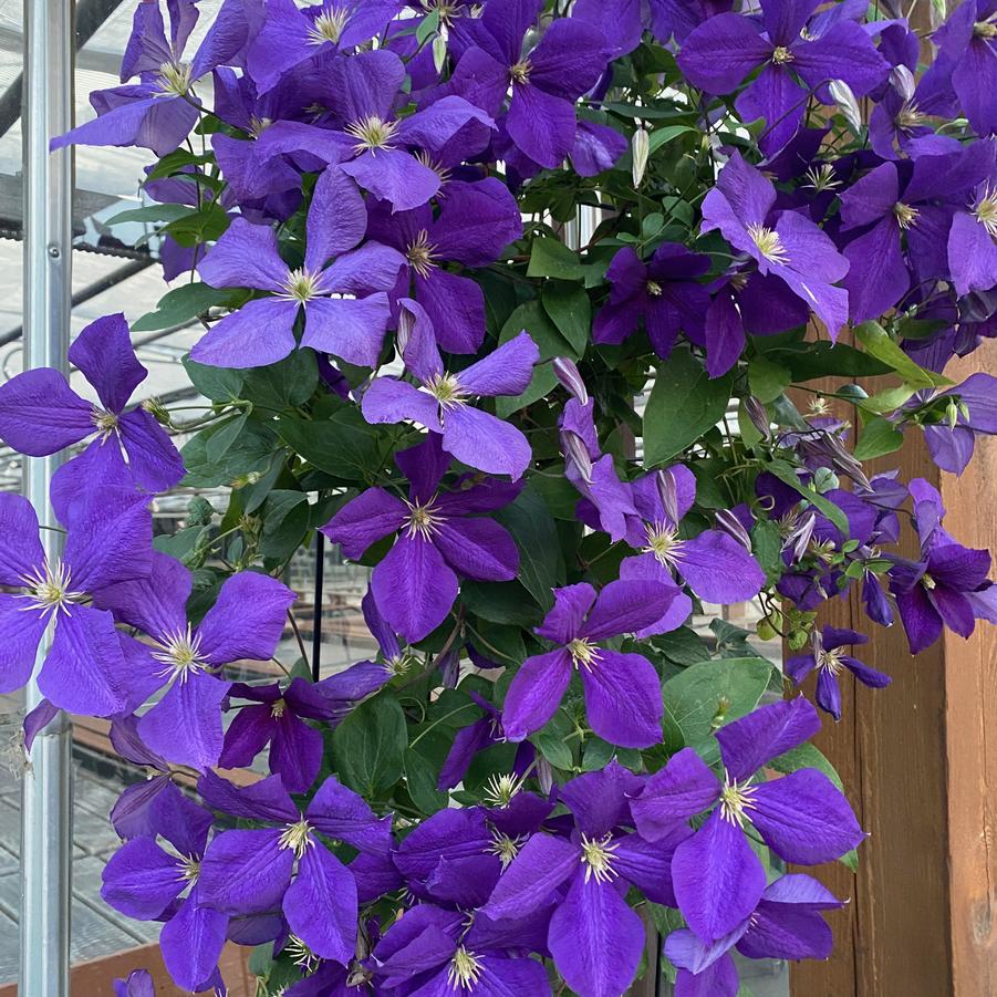 Clematis Gp C Jackmanii