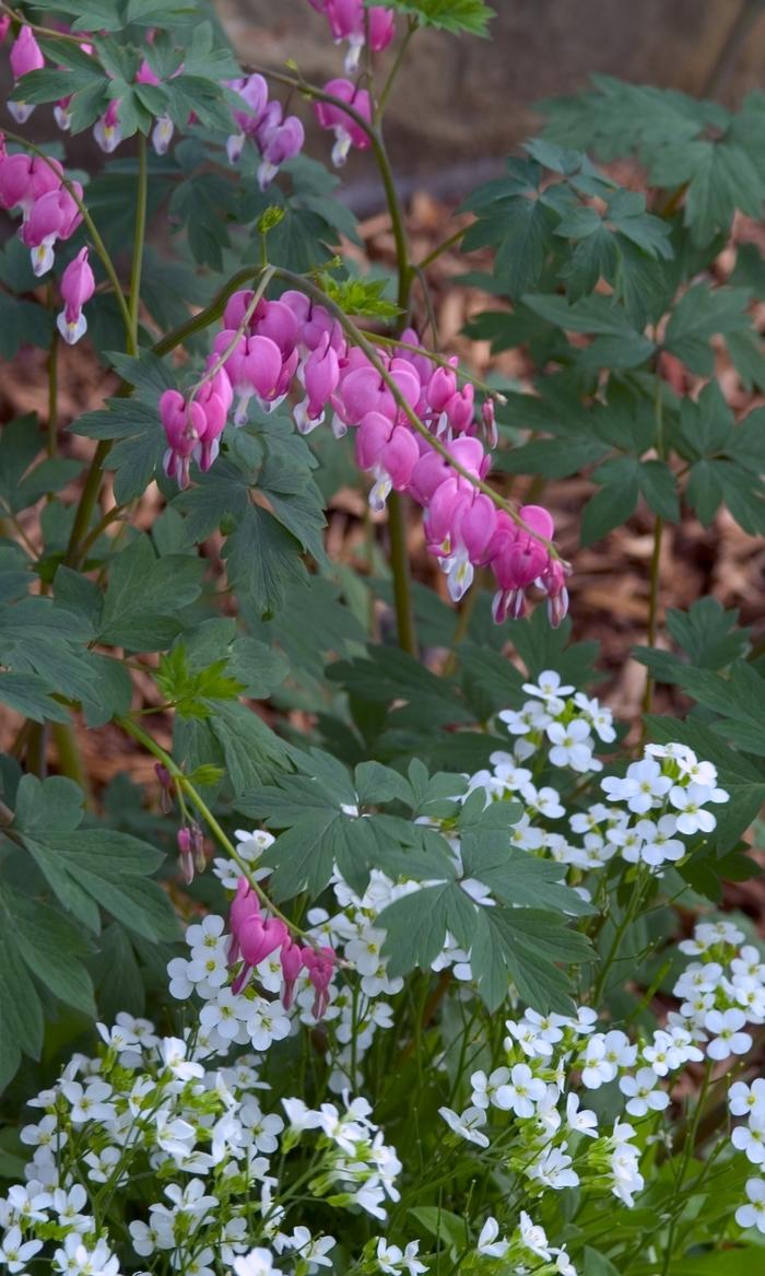 Dicentra spectabilis 