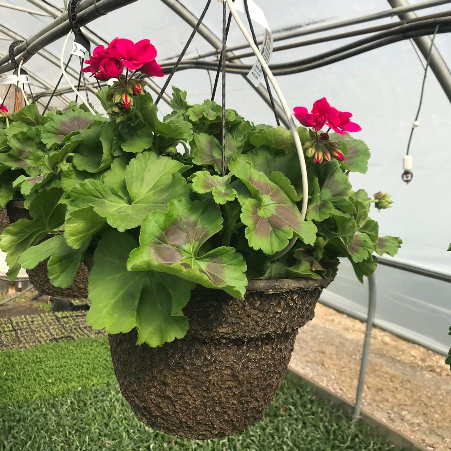 Hanging Basket: Geranium 