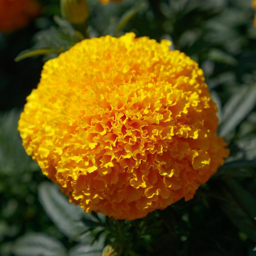 Marigold tagetes erecta Coco™ Series