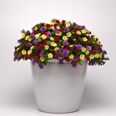 Hanging Basket Calibrachoa Trixi Double Date