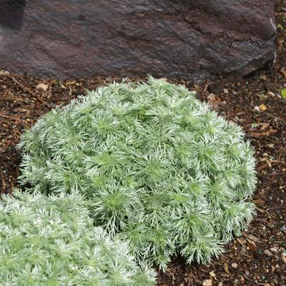 Artemisia schmidtiana 