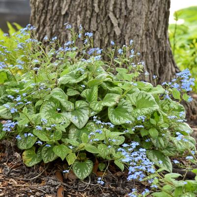 Brunnera macrophylla Emerald Mist