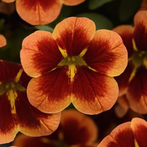 Calibrachoa Bumble Bee Orange