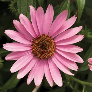 Echinacea purpurea Prairie Splendor Deep Rose