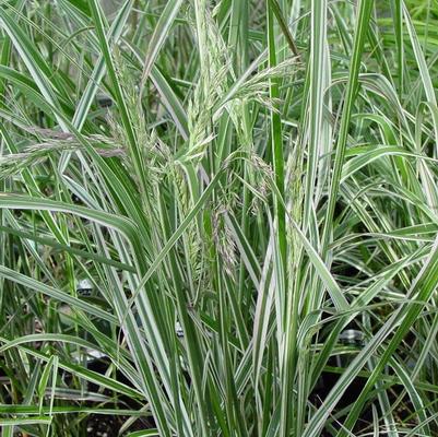 Calamagrostis acutiflora Overdam