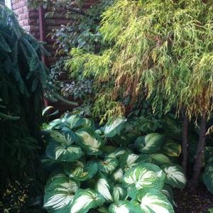 Hosta Great Expectations