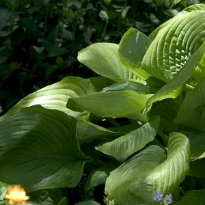 Hosta Sum and Substance