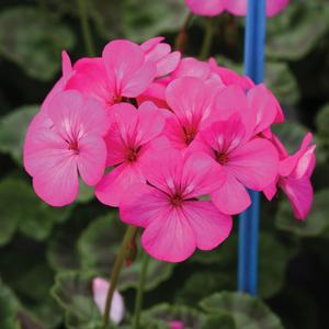 Geranium (Seed) Neon Rose