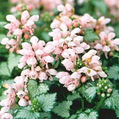 Lamium (per) maculatum Pink Pewter