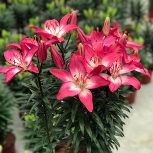 Lilium asiaticum Lily Looks Tiny Diamond