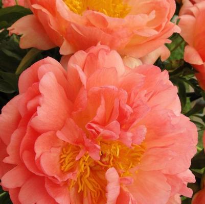 Paeonia lactiflora Coral Sunset