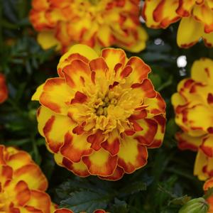 Marigold French Flamenco