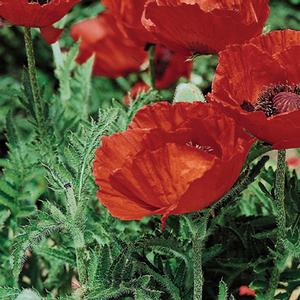 Papaver orientale Beauty of Livermere