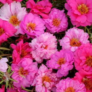 Portulaca Happy Hour&trade; Pink Passion Mixture