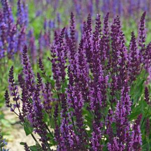 Salvia nemorosa Bumbleberry