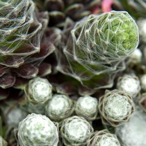 Sempervivum arachnoideum subsp. tomentosum Cobweb