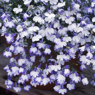 Lobelia Regatta Blue Splash